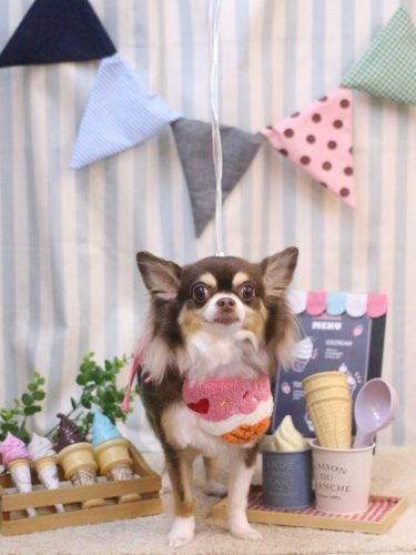 20250507ショコラちゃん